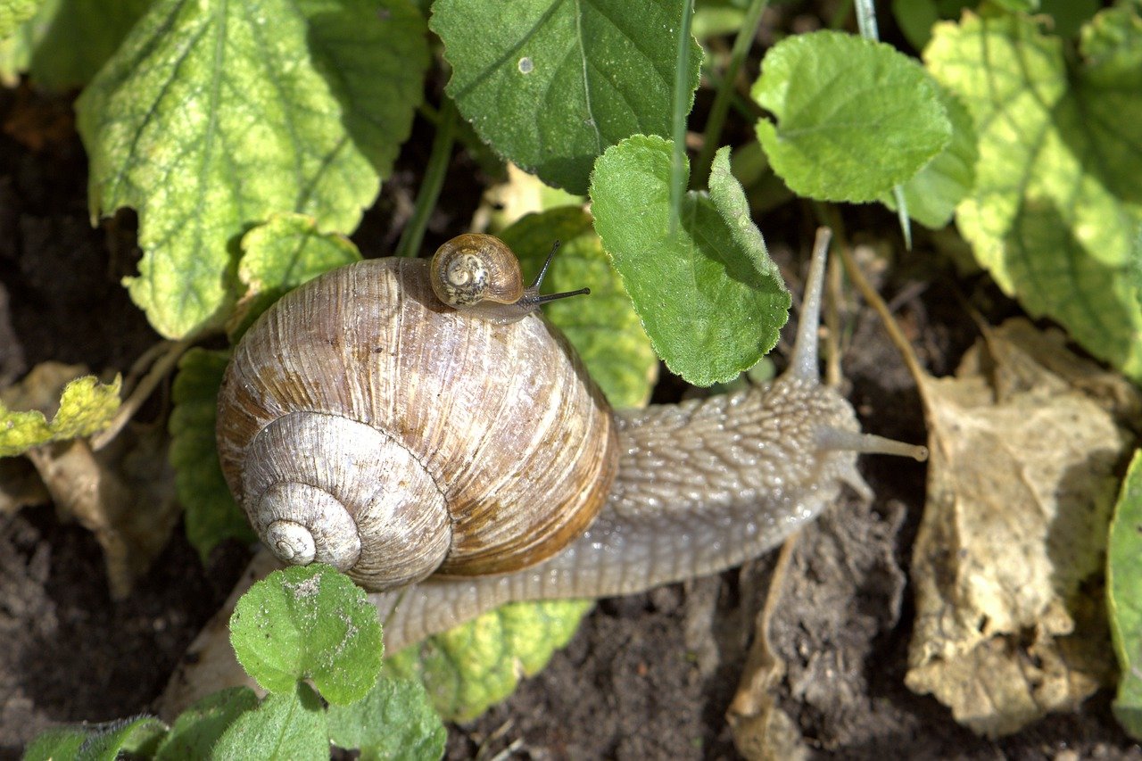 snail-g142825cf6_1280